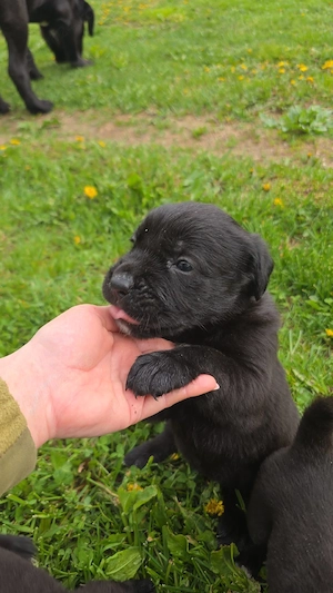 vând pui Cane Corso - imagine 4