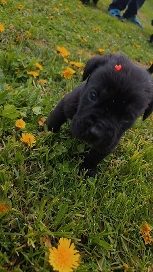 vând pui Cane Corso - imagine 5