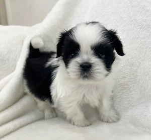 Bichon Havanez mini