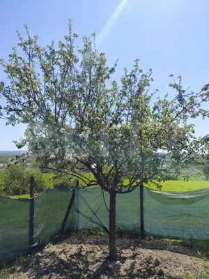 Casa 3 camere, 86 mp, 678 mp teren, Mogosesti-Iasi - imagine 5