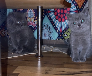 British shorthair longhair - imagine 3