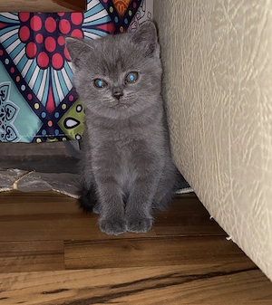 British shorthair longhair - imagine 5