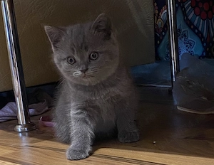 British shorthair longhair
