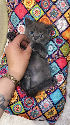 British shorthair longhair - imagine 4