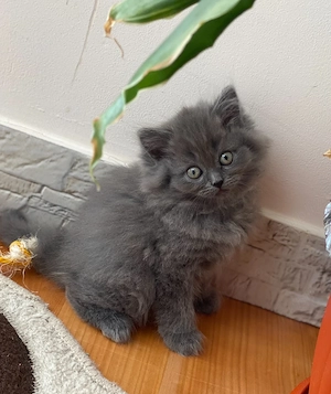 British shorthair longhair - imagine 2