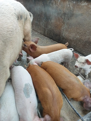 Vînd purcei satu nou de jos