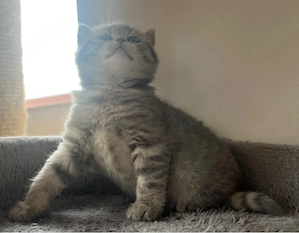 British shorthair tabby shadedpoint