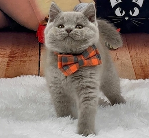 British Shorthair 