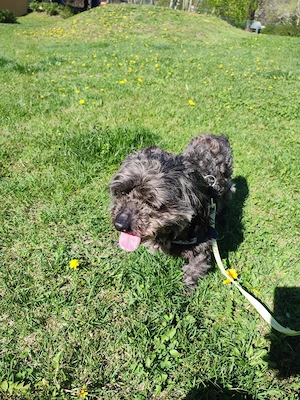 Donez cățelușă jucăușă - imagine 2