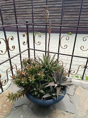 Aloe și plante suculente 