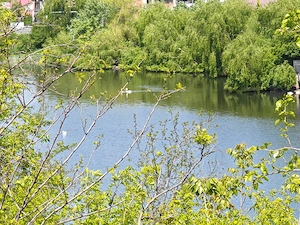 Vile, semineu, langa lacul Pasarea + Teren disponibil 800 și 1000 mp deschidere lac - imagine 6