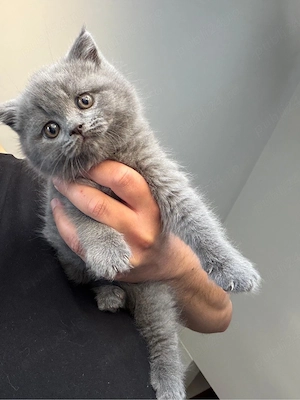 Scottish Fold British Straight
