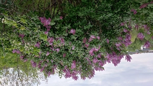 LiLiAC proaspat - imagine 3