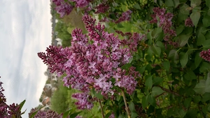 LiLiAC proaspat - imagine 1