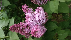 LiLiAC proaspat - imagine 2