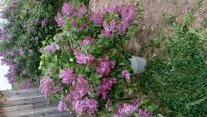 LiLiAC proaspat - imagine 4