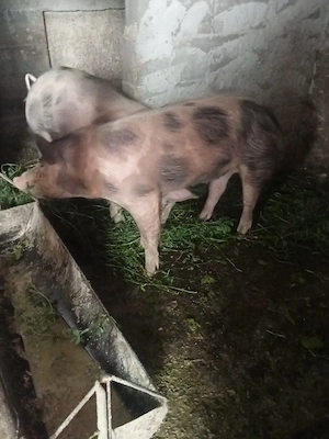 De vânzare 