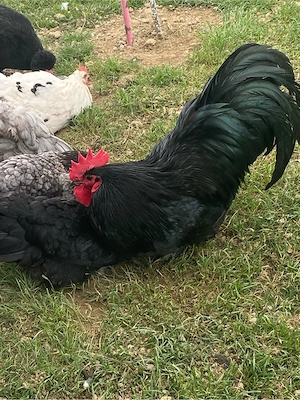Puisori cauta casuta noua!