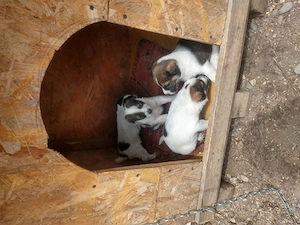 Cățelusi si animalute - imagine 2