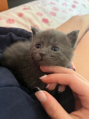 British Shorthair 