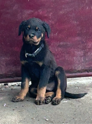Rottweiler 