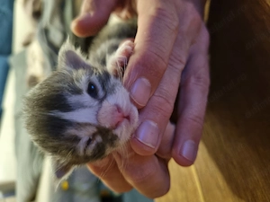Maine Coon kittens with pedigree  - imagine 2