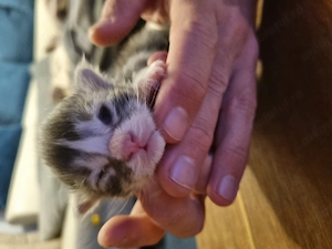 Maine Coon kittens with pedigree  - imagine 3