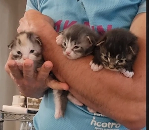 Maine Coon kittens with pedigree  - imagine 4