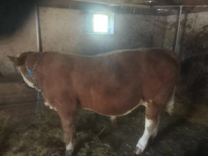 Disponibil tăuraș Bălțată Romînească peste 320 kg - imagine 2