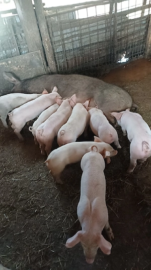 vând purcea cu 10porci  - imagine 2
