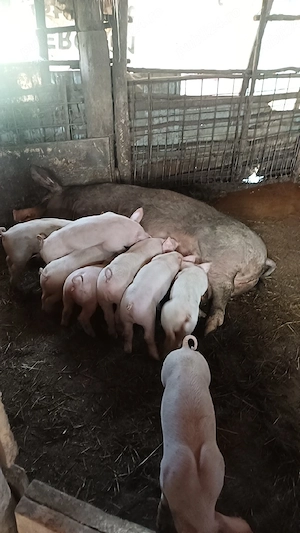 vând purcea cu 10porci 