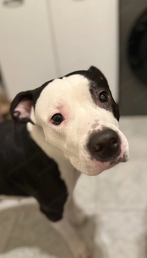 Dau spre adopție amstaff metis