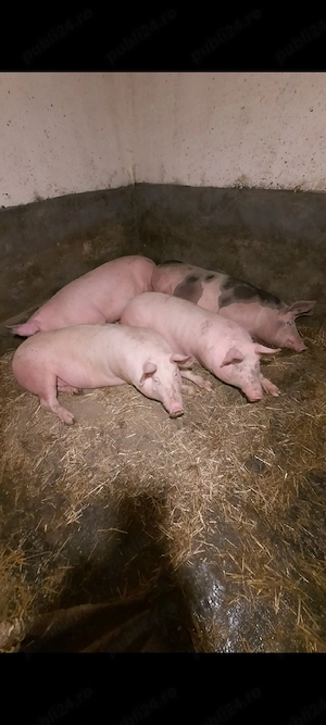 Porci de vânzare 