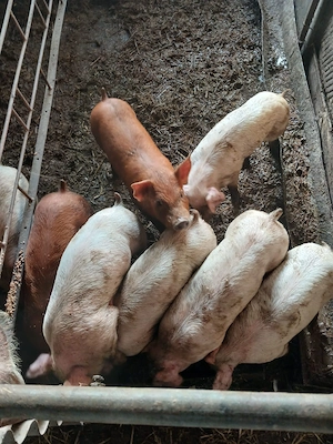 Vand purcei duroc 6 saptamni detali la telefon din monta de aftificiala preț 8 milioane perechea