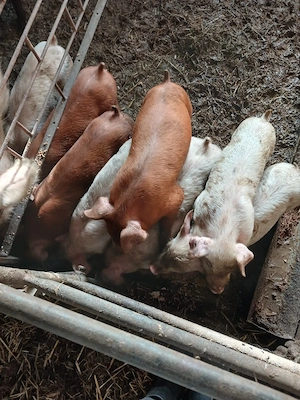 Vand purcei duroc 6 saptamni detali la telefon din monta de aftificiala preț 8 milioane perechea - imagine 4