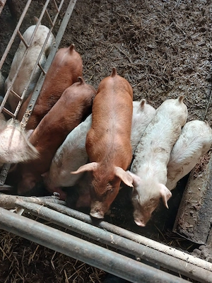 Vand purcei duroc 6 saptamni detali la telefon din monta de aftificiala preț 8 milioane perechea - imagine 2