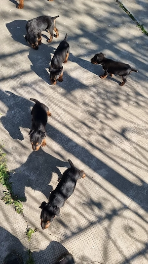 pui jagd terrier - imagine 2