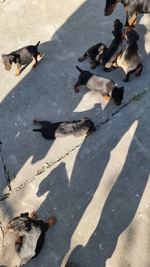 pui jagd terrier - imagine 3