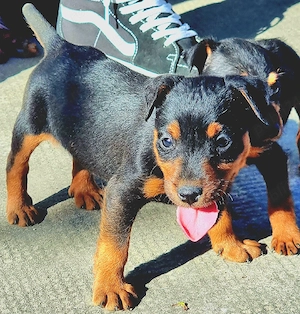 pui jagd terrier