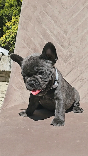 Bulldog Francez Blue - imagine 2