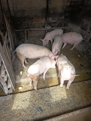 șoldani între  60  70 kg de vânzare  - imagine 5