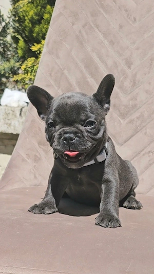 Bulldog Francez Blue