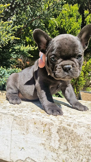Bulldog Francez Blue - imagine 4