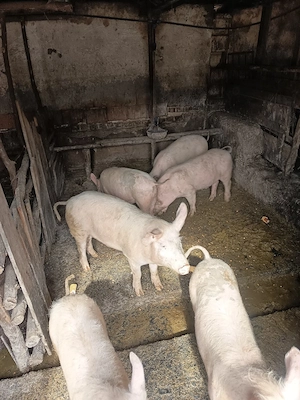 șoldani între  60  70 kg de vânzare  - imagine 4