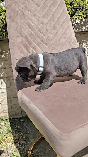 Bulldog Francez Blue - imagine 3