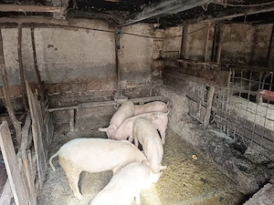 șoldani între  60  70 kg de vânzare  - imagine 3