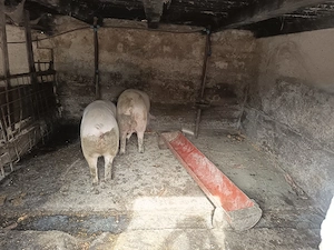 Vând porc mare, crescuți in gospodărie  - imagine 5