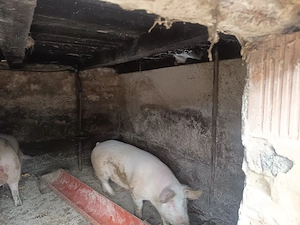 Vând porc mare, crescuți in gospodărie  - imagine 3