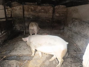 Vând porc mare, crescuți in gospodărie  - imagine 4