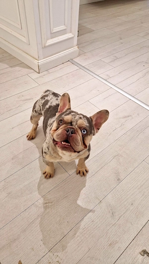 Mascul bulldog francez 2.5 ani - imagine 3